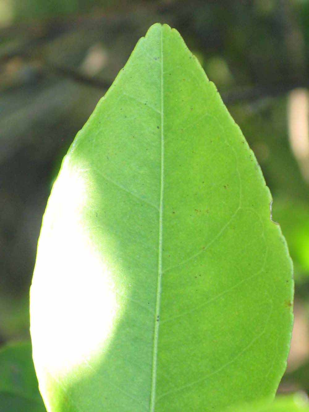              Margin (Winter Haven, FL)       